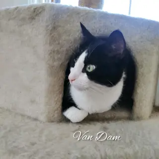 Van Dam