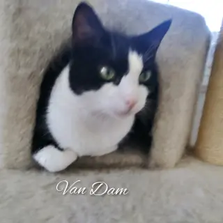 Van Dam