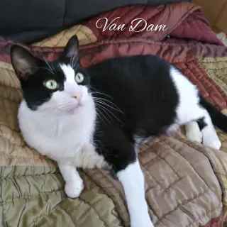 Van Dam