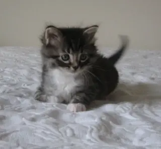 Foster Homes Needed  (Kittens Pictured R Adopted)