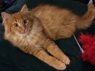 Foster Homes Needed  (Kittens Pictured R Adopted)