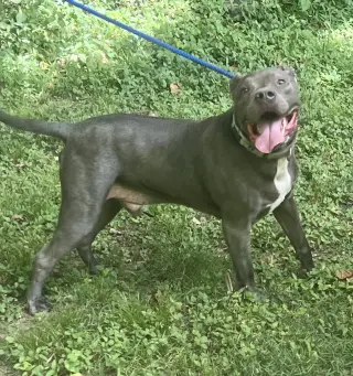 Kingston needs foster home (See Video)