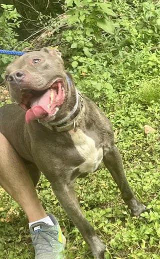 Kingston needs foster home (See Video)