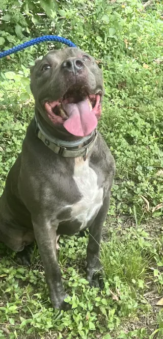 Kingston needs foster home (See Video)