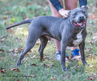 Kingston needs foster home (See Video)