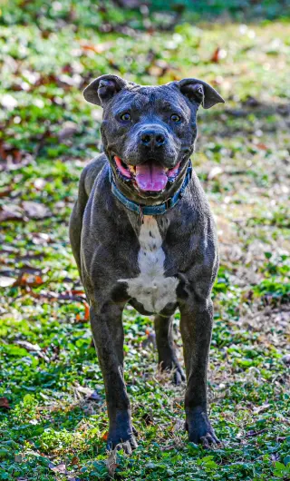 Kingston needs foster home (See Video)