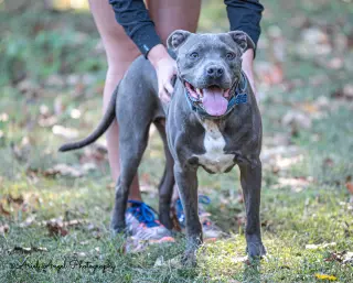 Kingston needs foster home (See Video)