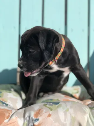 Millie