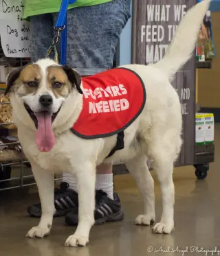 Cosmo