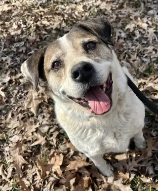 Cosmo