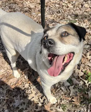 Cosmo
