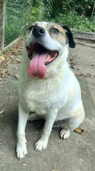 Cosmo