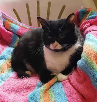 Sophia