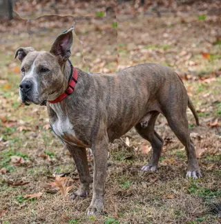 Taz