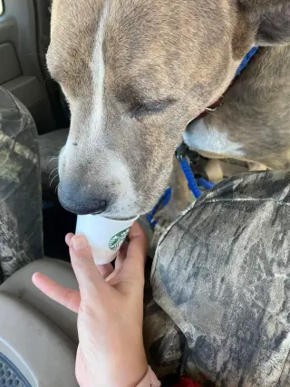 Taz