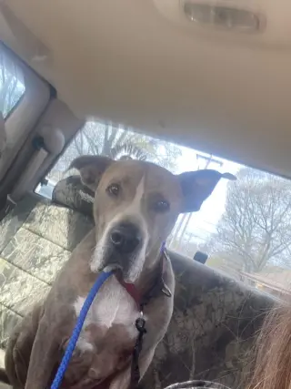 Taz