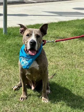 Taz