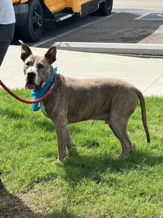 Taz
