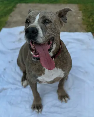Taz