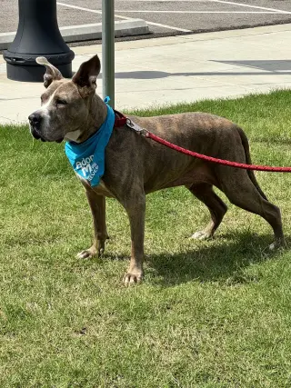Taz