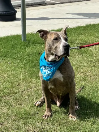 Taz