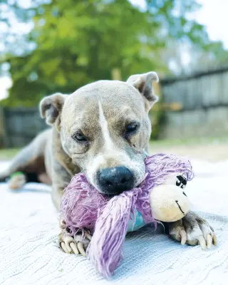 Taz