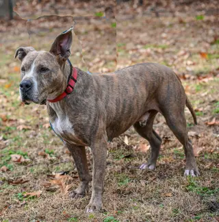Taz