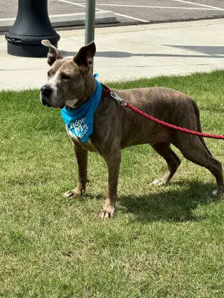 Taz