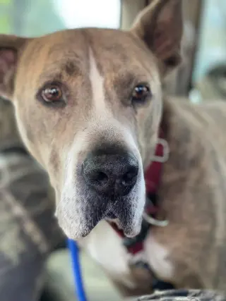 Taz