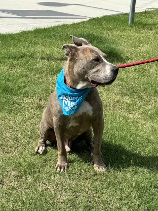 Taz