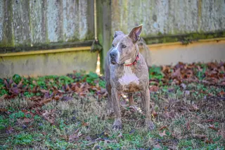 Taz
