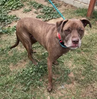 DRAKO