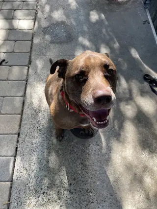 DRAKO