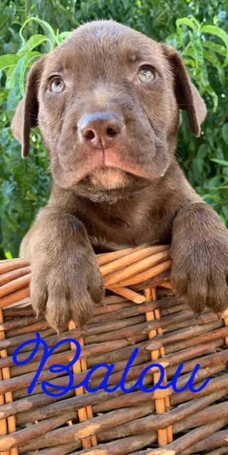 DRAKO