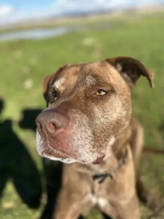 DRAKO