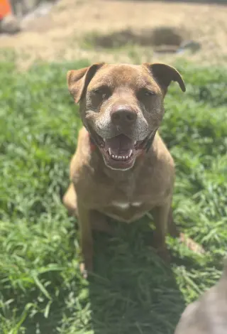 DRAKO