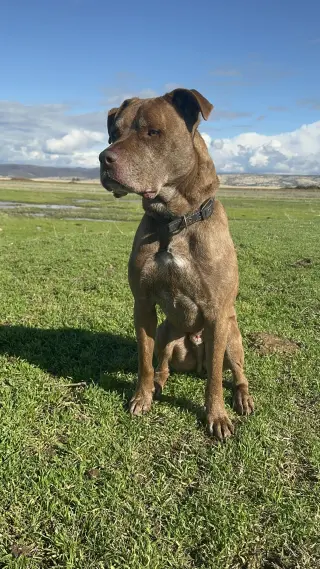DRAKO