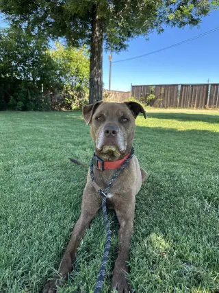 DRAKO