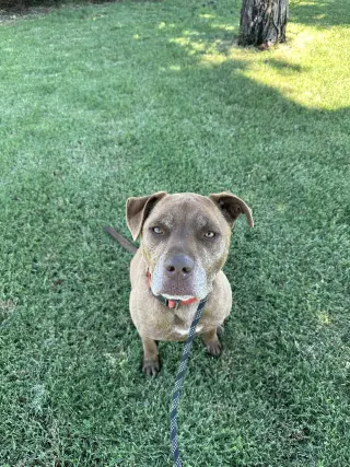 DRAKO