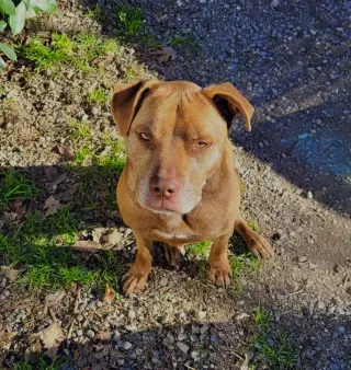 DRAKO