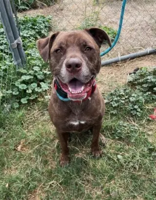 DRAKO