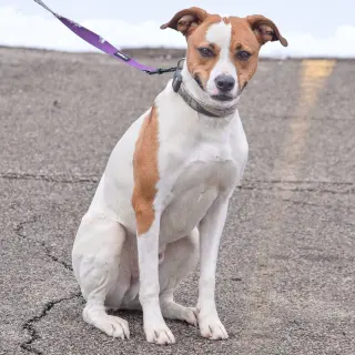 Ollie