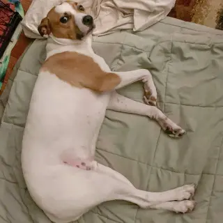 Ollie