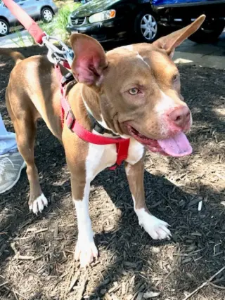 Holly *Adopt or Foster*
