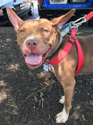 Holly *Adopt or Foster*