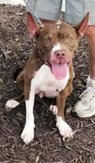 Holly *Adopt or Foster*