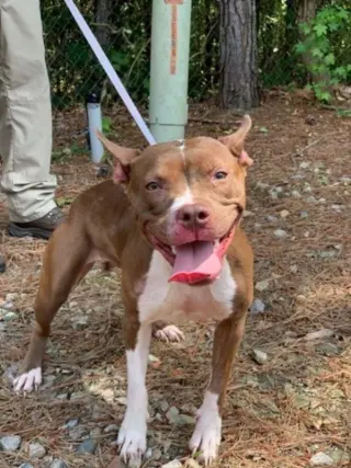 Holly *Adopt or Foster*