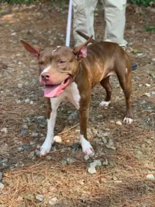 Holly *Adopt or Foster*
