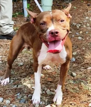 Holly *Adopt or Foster*