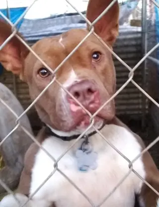 Holly *Adopt or Foster*